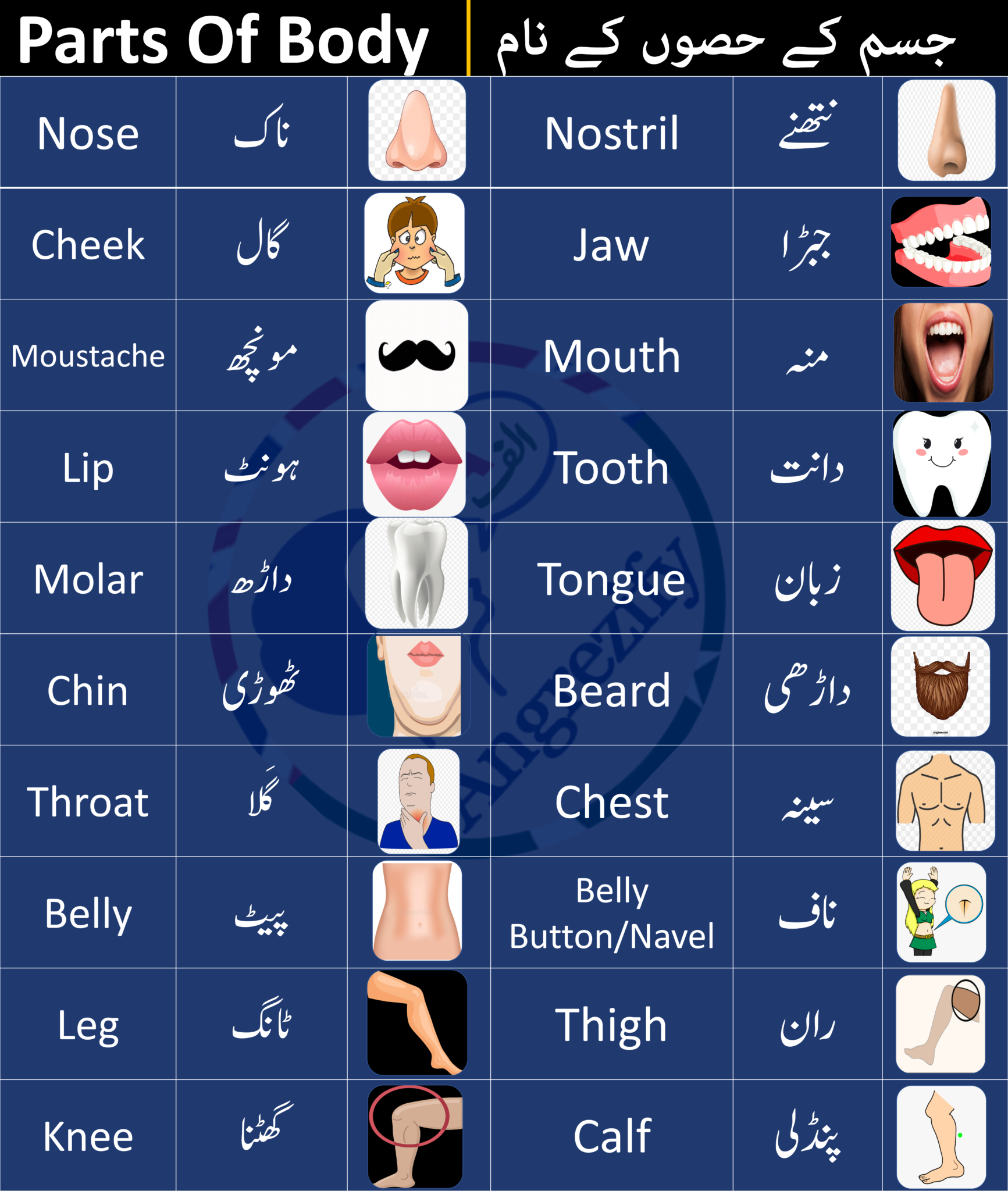 parts-of-body-names-in-urdu-and-english-pdf-angrezify